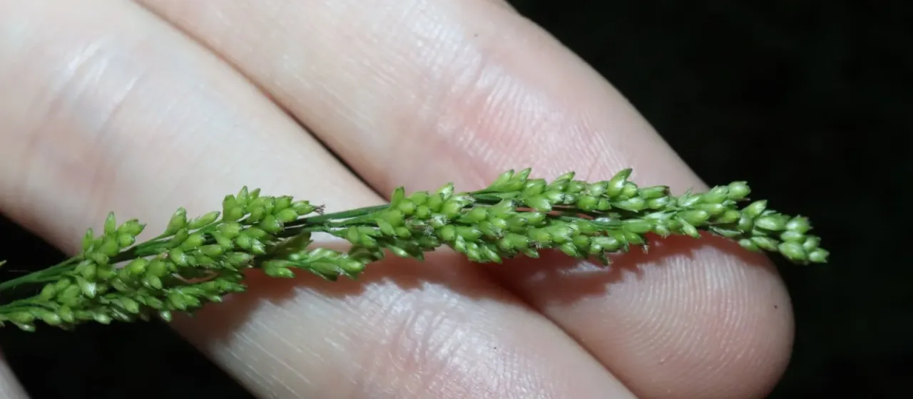 Cyrtococcum oxyphyllum