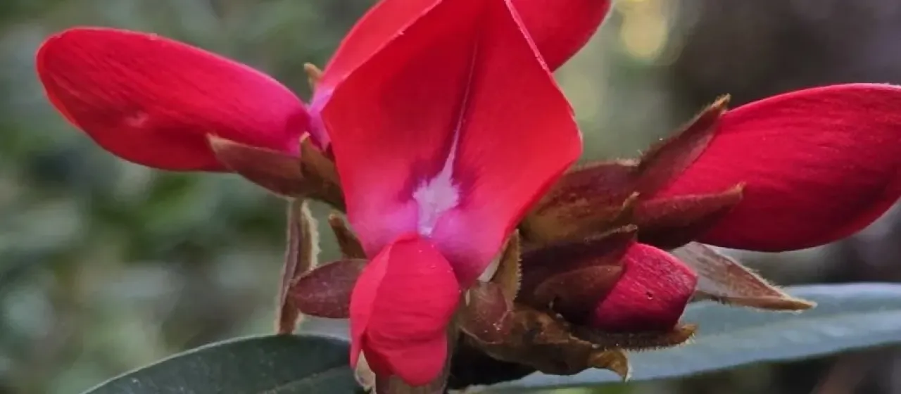 Collaea speciosa
