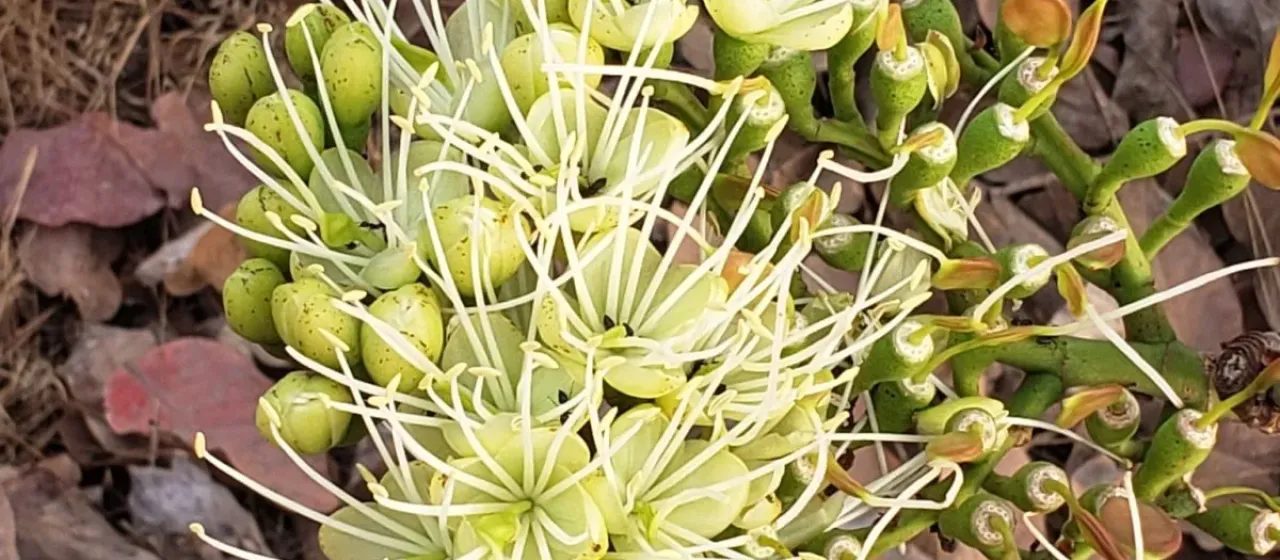 Daniellia oliveri