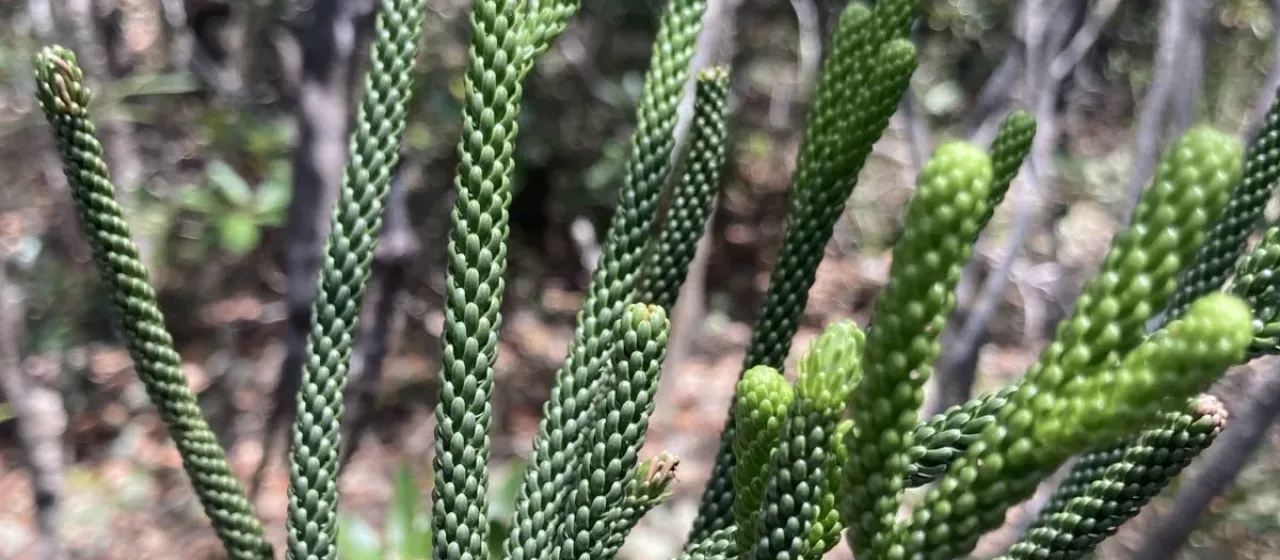 Dacrydium araucarioides