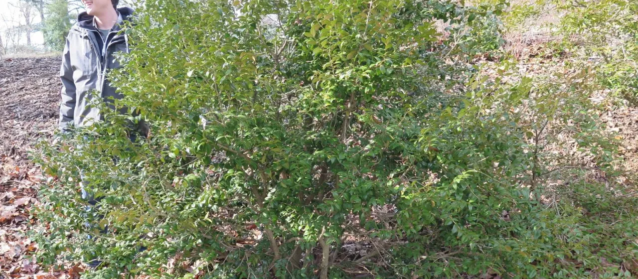 Korean boxwood