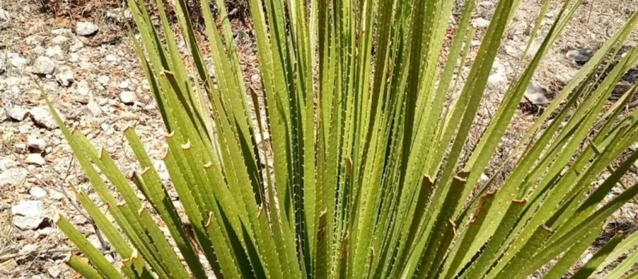 Dasylirion acrotrichum