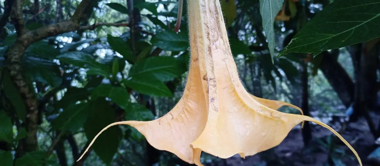 Golden angel's trumpet