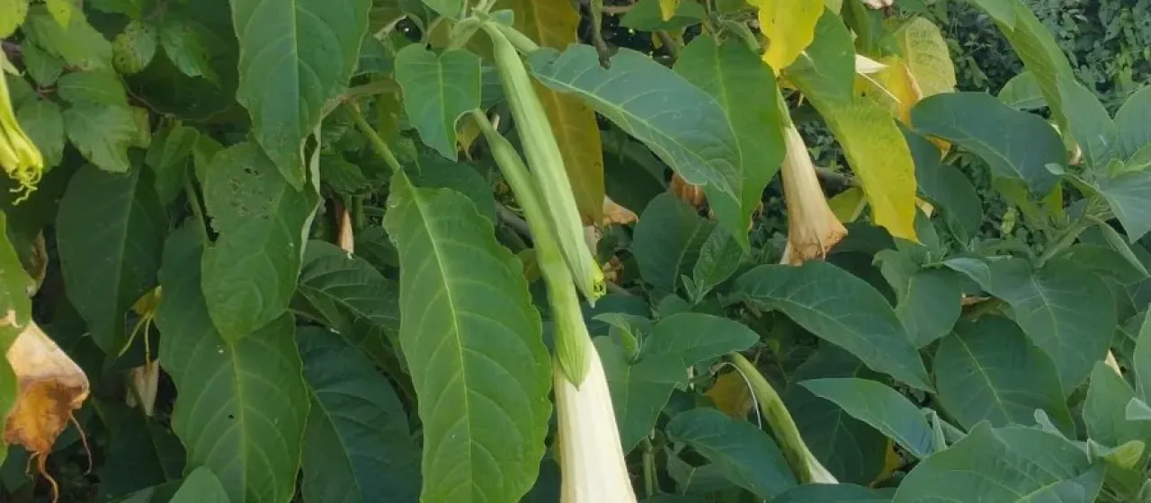 Angel's Trumpet