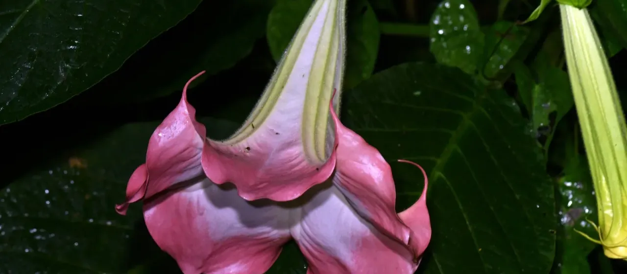 Angel's Trumpet