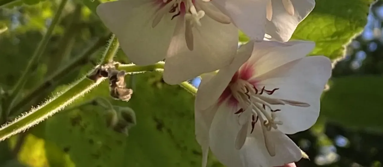 Домбея каланта