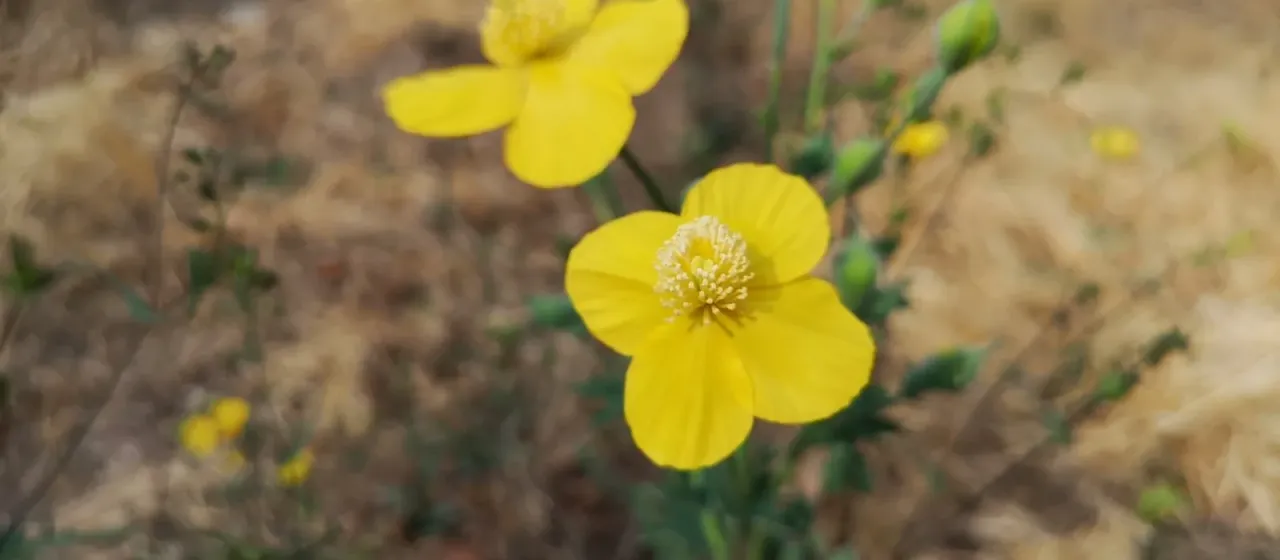 Dicranostigma leptopodum