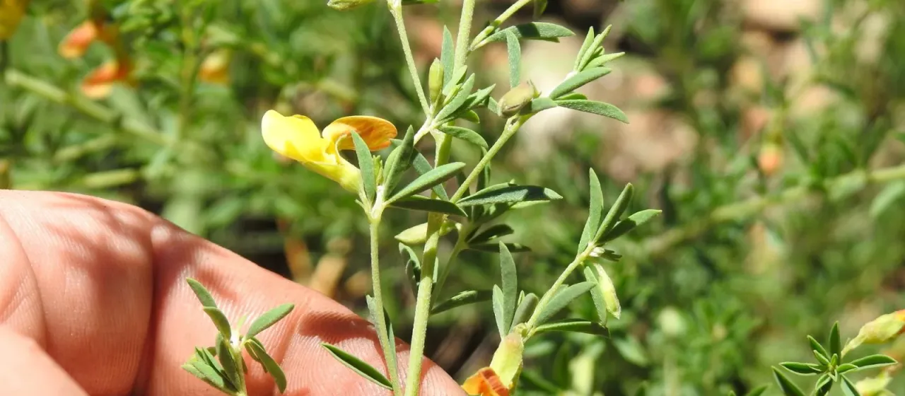 Dichilus lebeckioides