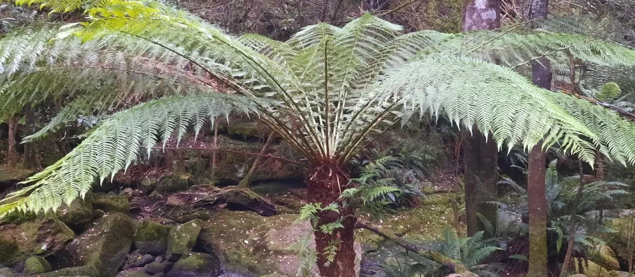 Soft tree fern