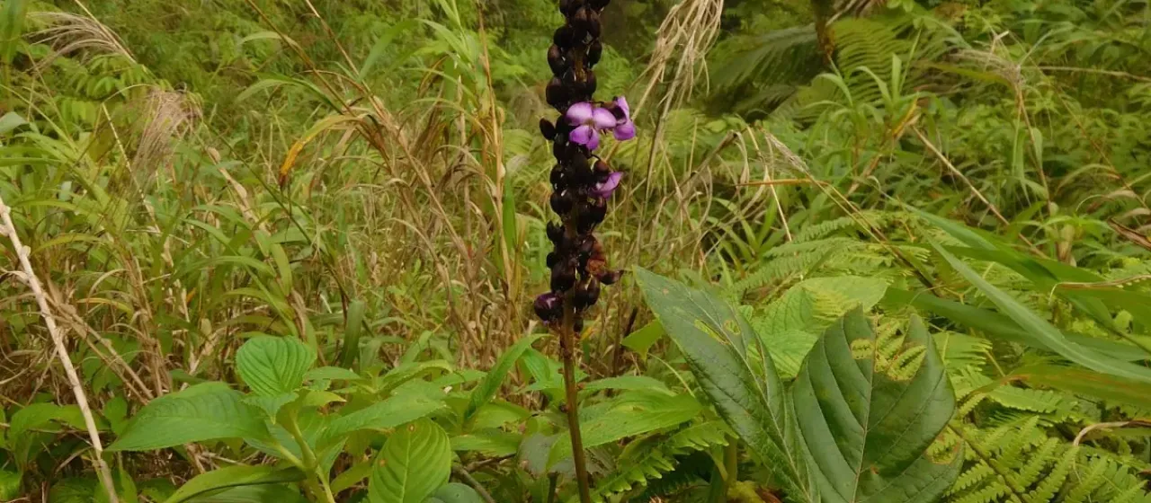 Dioclea megacarpa