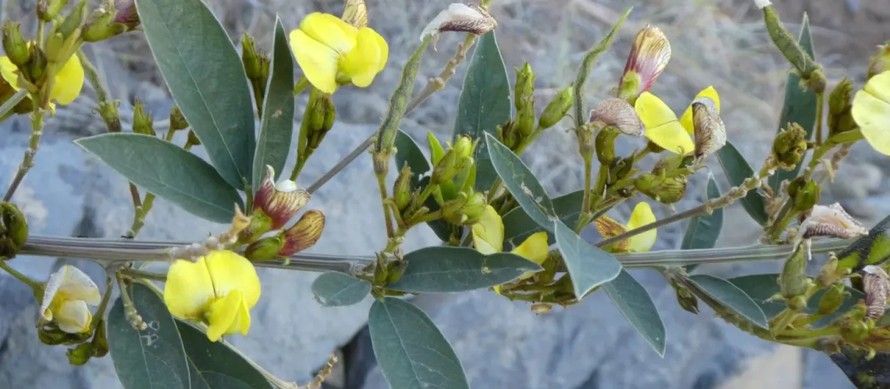 Pigeon pea