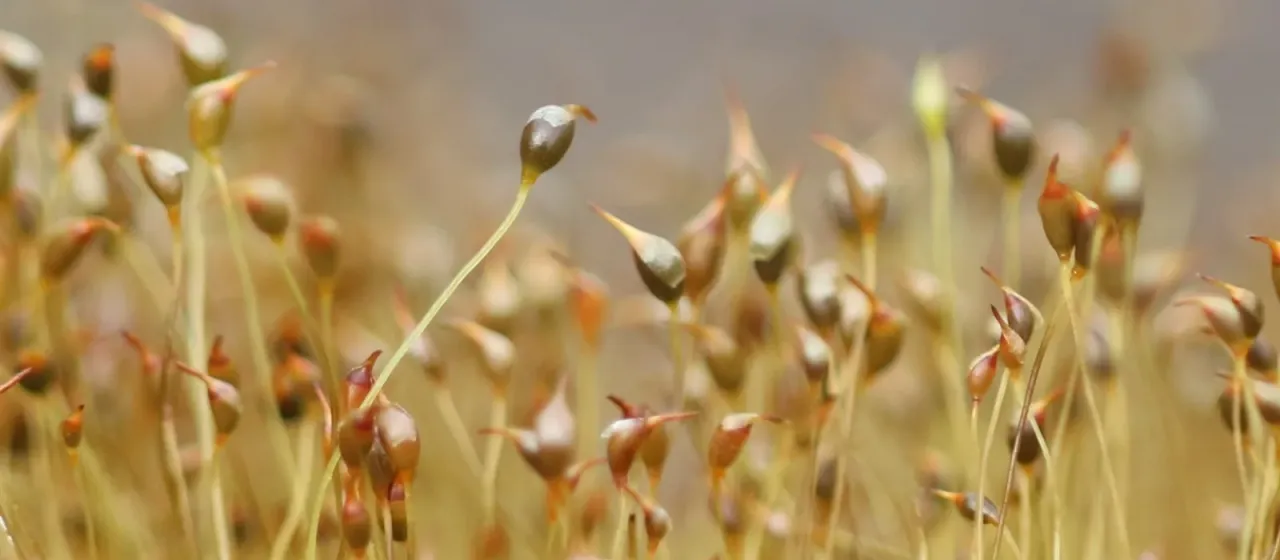 Red-neck thread-moss