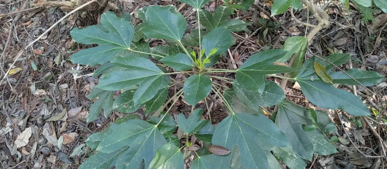 Dendropanax trifidus