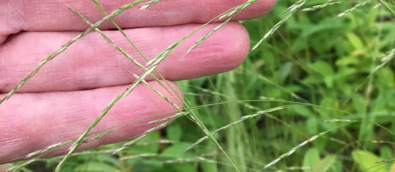 Slender hairgrass