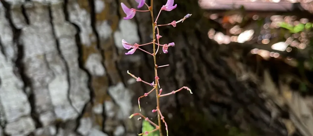 Hylodesmum leptopus