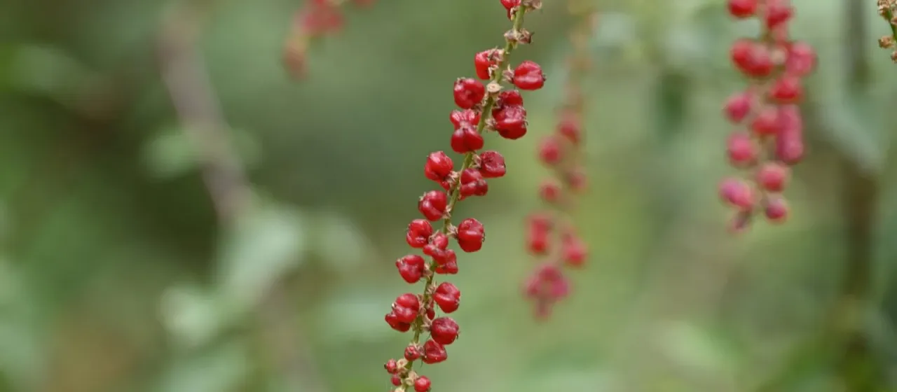 Deeringia amaranthoides