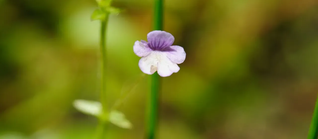 Deinostema adenocaula