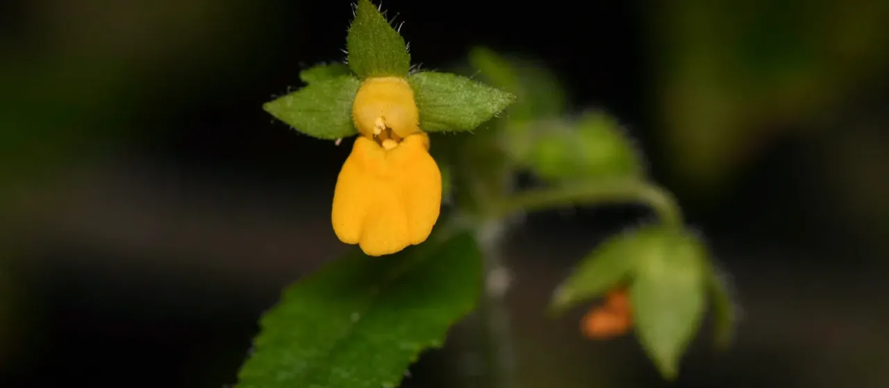 Mexican slipperwort