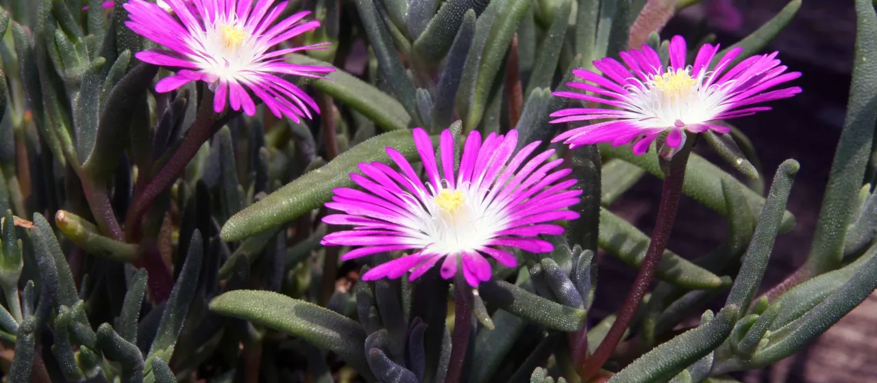 Delosperma lydenburgense