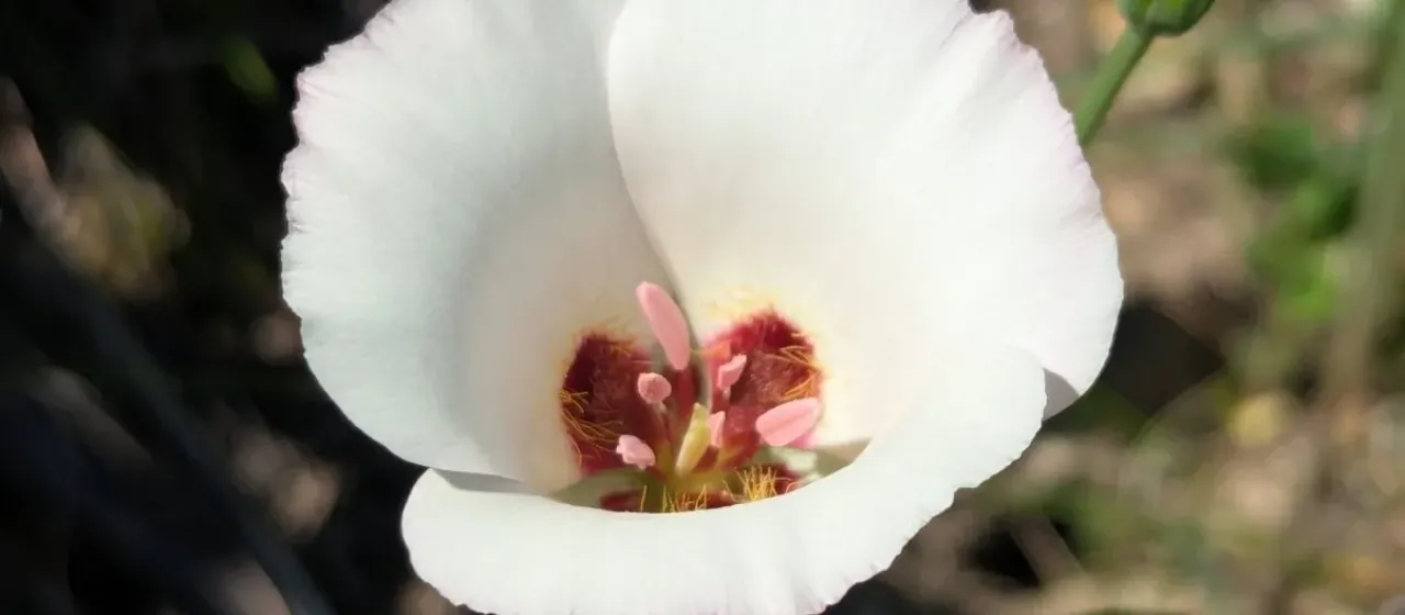 Globe Tulip