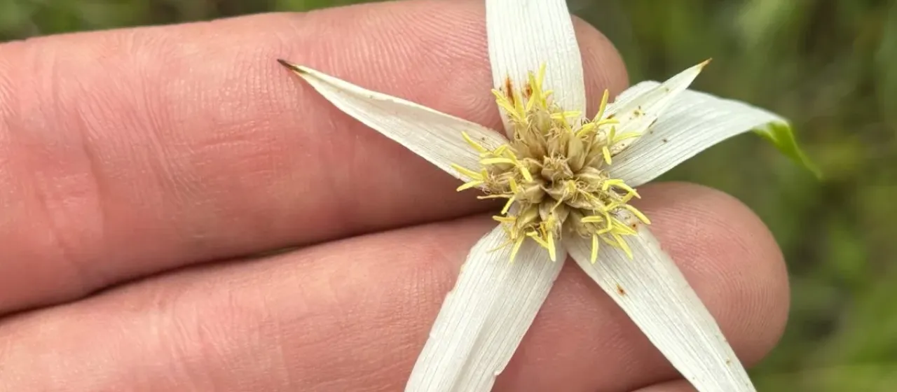 Broadleaf star-grass