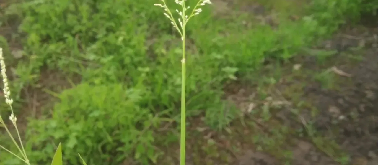 Digitaria abludens