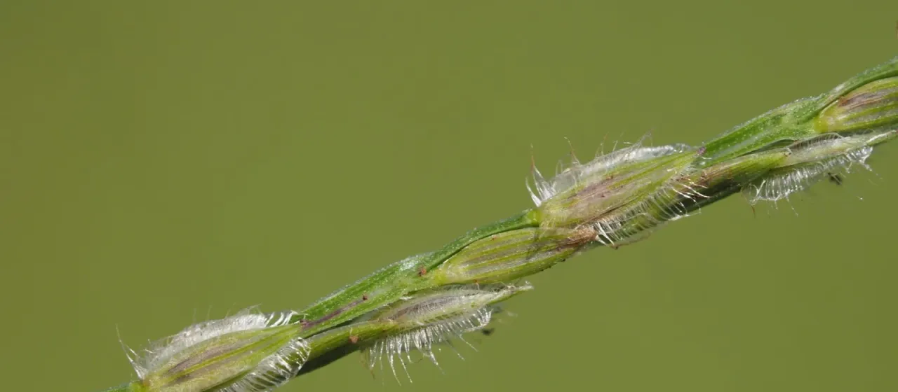 Tropical crabgrass