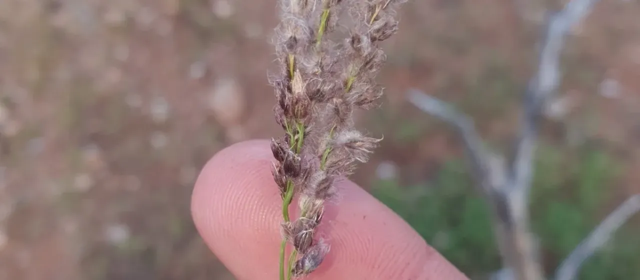 Cotton Panic Grass