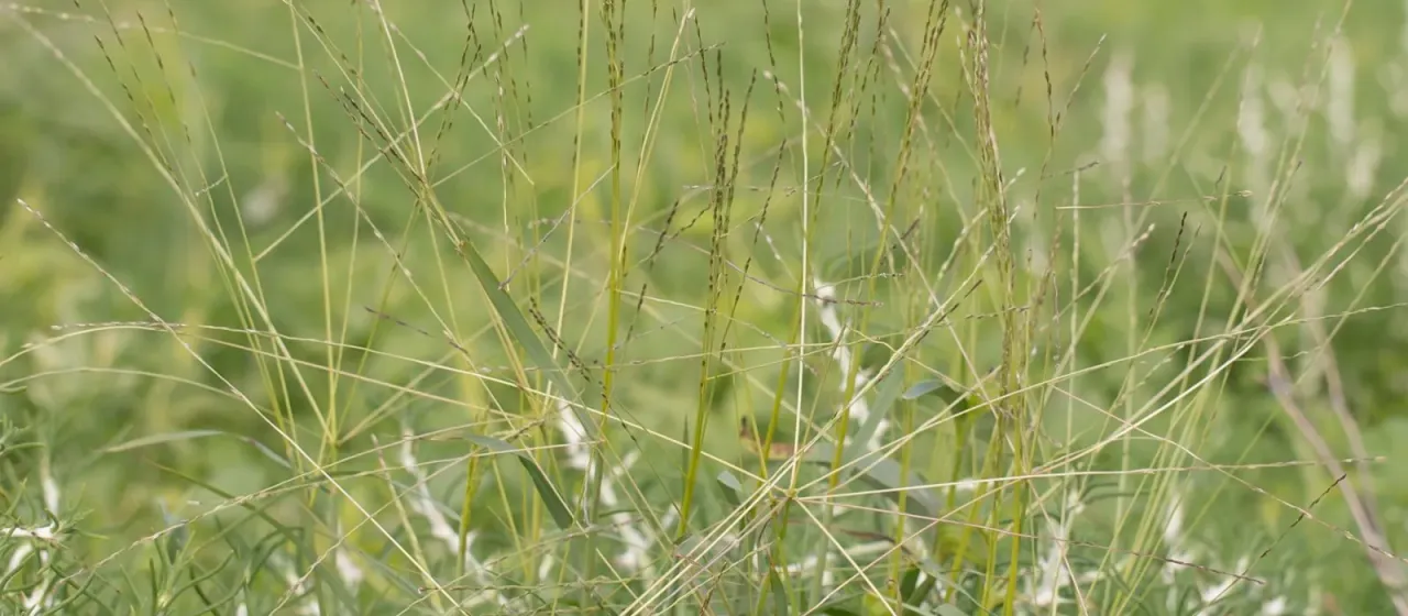 Umbrella grass