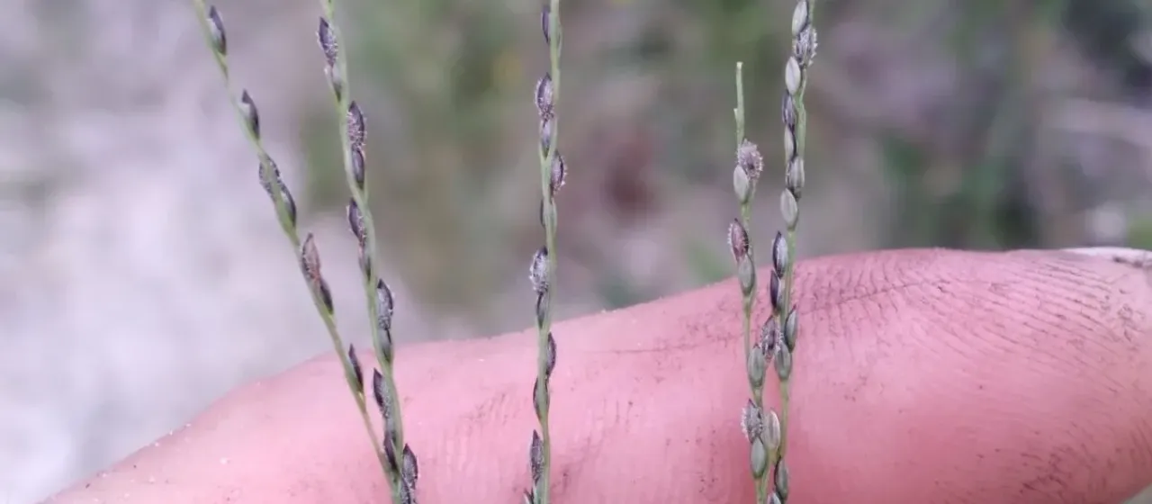 Slender crabgrass