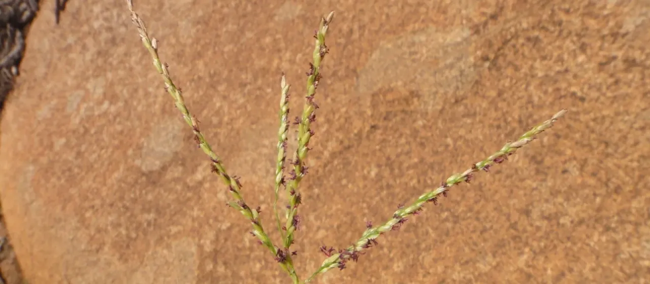 Digitaria nodosa