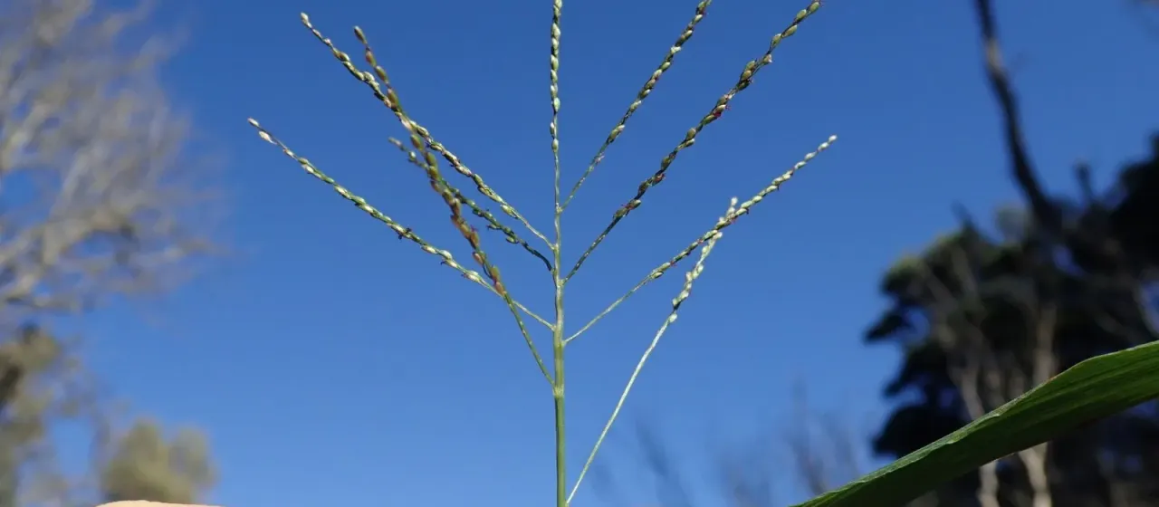 Small-flowered crabgrass