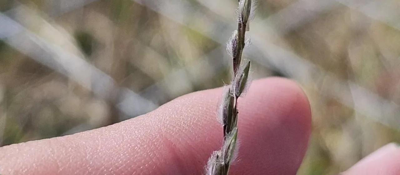 Silky fingergrass