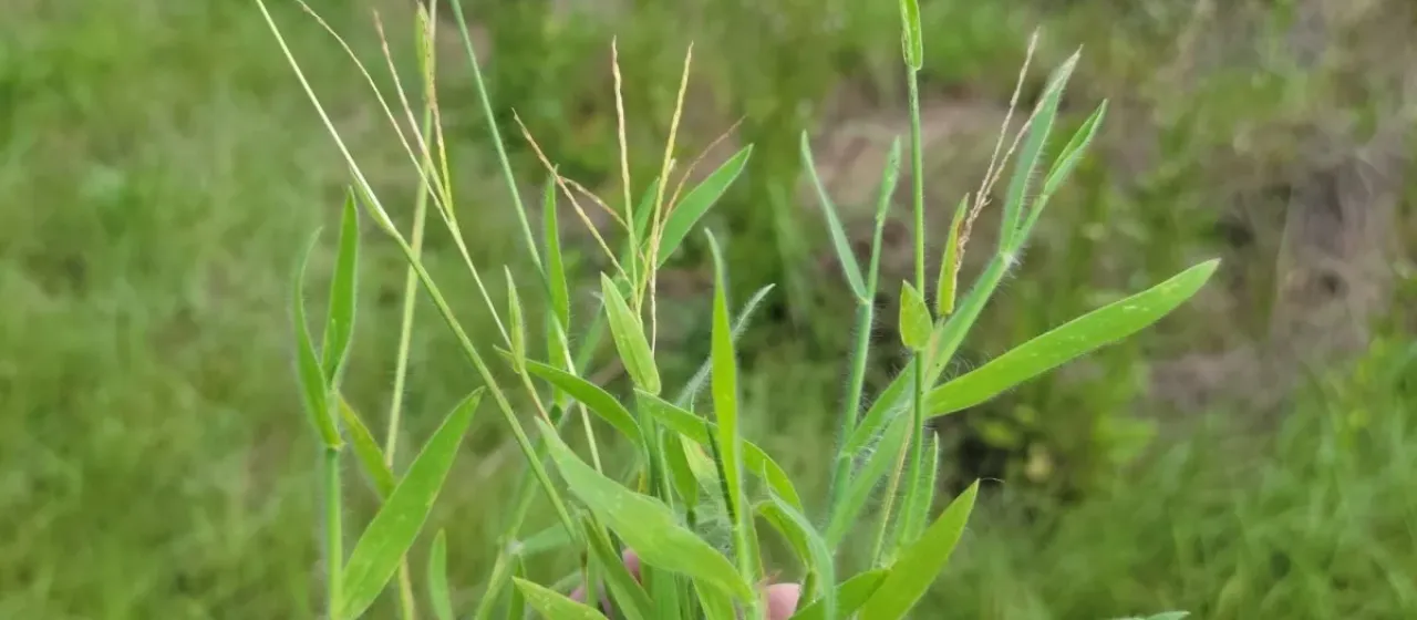 Digitaria serotina