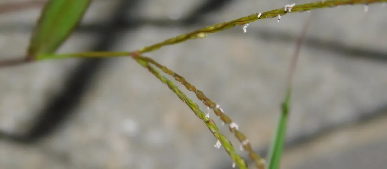 Digitaria radicosa