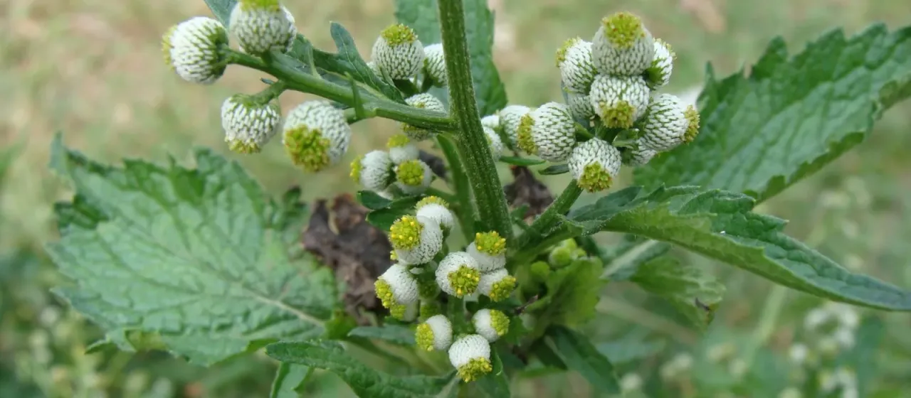 Dichrocephala auriculata