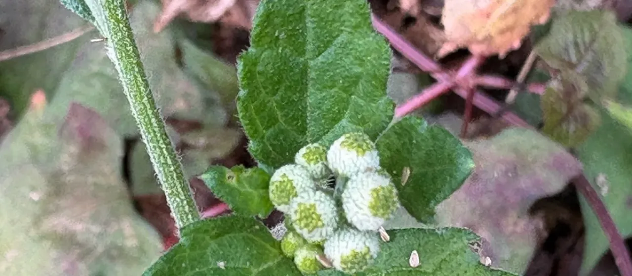 Dichrocephala integrifolia