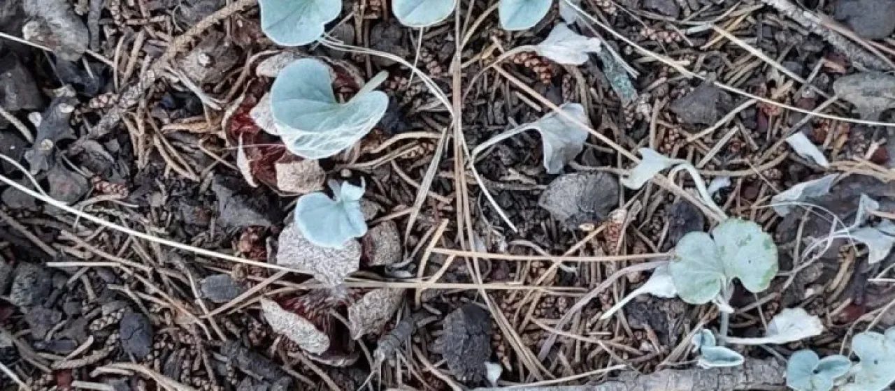 Dichondra sericea