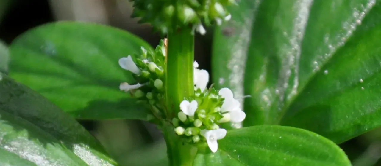 Galianthe palustris