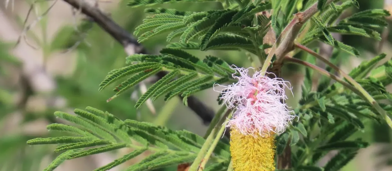 Sicklebush