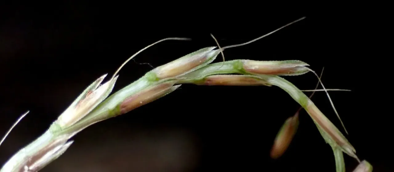 Dimeria ornithopoda