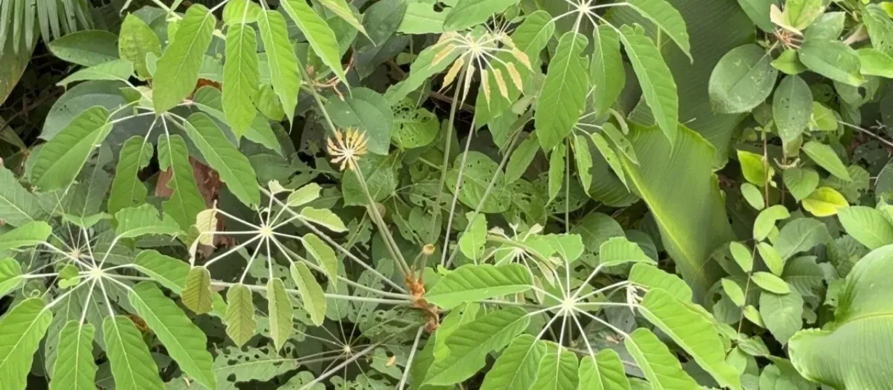 Schefflera morototoni