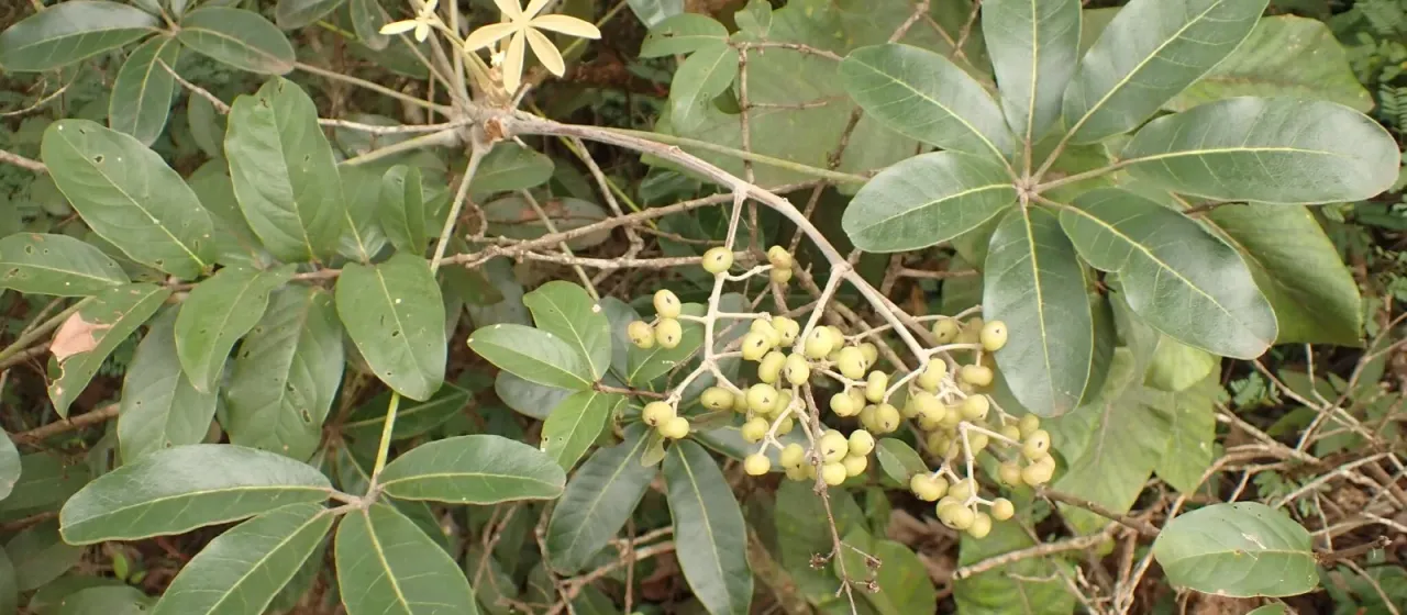Didymopanax