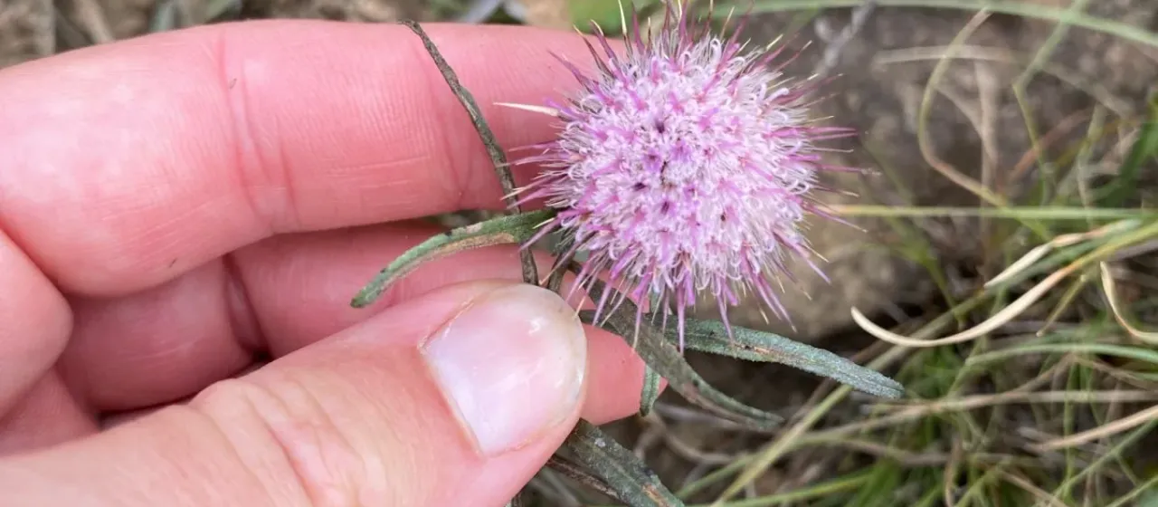 Dicoma anomala