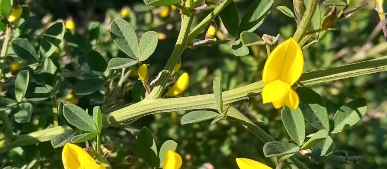 Spiny broom