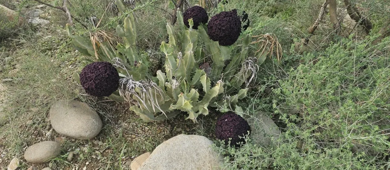Caralluma retrospiciens