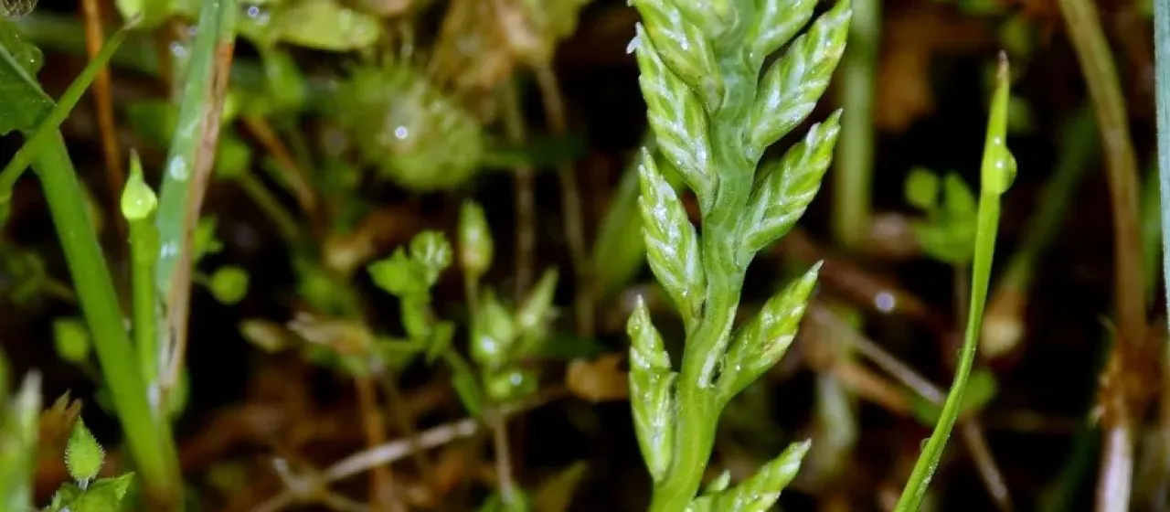 Sea fern grass