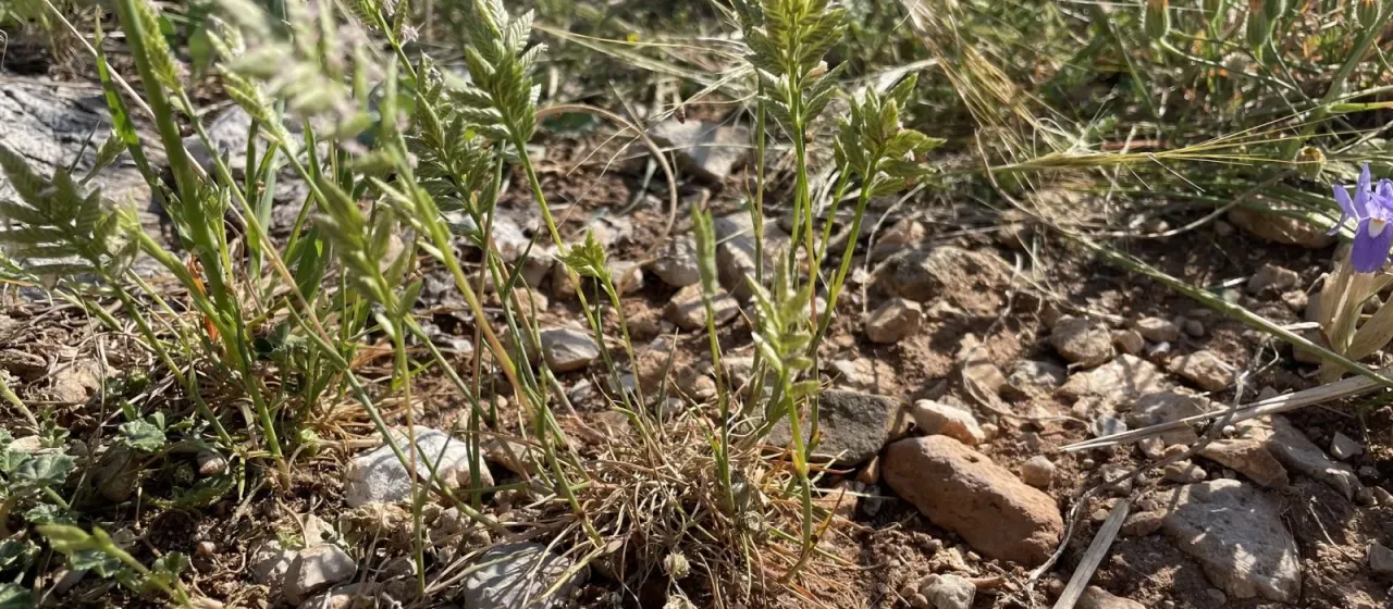 Desmazeria sicula