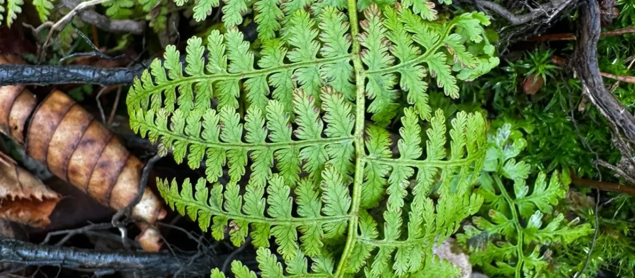 Hay-scented fern