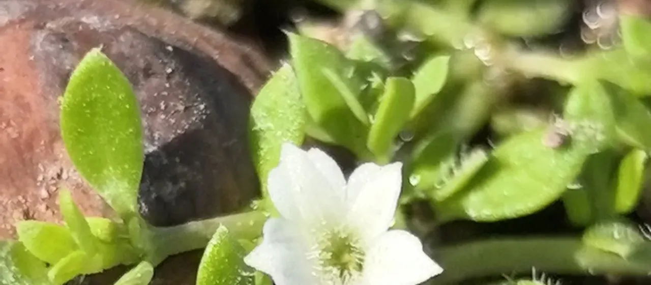 Dentella repens